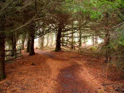 [A canopy of evergreens not only covers the trail, but the needles make a blanket on the ground. In the near distance fog enshrouds the tree trunks.]